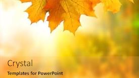  Presentation with maple leaves - PPT layouts consisting of colorful-autumn-maple-leaves-natural background and a yellow colored foreground