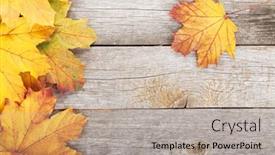  Presentation with maple leaves - Theme having colorful-autumn-maple-leaves background and a light gray colored foreground