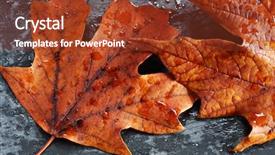  Presentation with maple - Amazing presentation theme having colorful autumn maple leaves backdrop and a tawny brown colored foreground