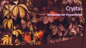  Presentation with orange plant - Slide set enhanced with colorful-autumn-virginia-creeper-wild background and a tawny brown colored foreground