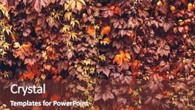  Presentation with orange plant - Colorful presentation theme enhanced with colorful-autumn-virginia-creeper-wild backdrop and a tawny brown colored foreground