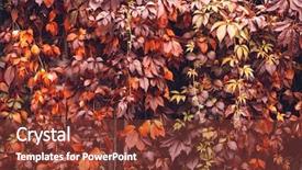  Presentation with orange plant - Slide set with colorful-autumn-virginia-creeper-wild background and a tawny brown colored foreground