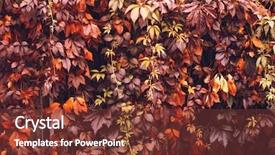  Presentation with orange plant - Amazing PPT layouts having colorful-autumn-virginia-creeper-wild backdrop and a tawny brown colored foreground