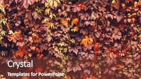  Presentation with orange plant - Slide deck consisting of colorful-autumn-virginia-creeper-wild background and a tawny brown colored foreground
