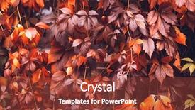  Presentation with orange plant - Colorful slides enhanced with colorful autumn virginia creeper wild grape background abstract purple red and orange autumn leaves background purple leaves creeper plant on a wall backdrop and a red colored foreground