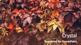  Presentation with orange plant - Audience pleasing presentation theme consisting of colorful autumn virginia creeper wild grape background abstract purple red and orange autumn leaves background purple leaves creeper plant on a wall backdrop and a tawny brown colored foreground