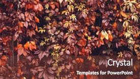  Presentation with orange plant - Cool new presentation design with colorful-autumn-virginia-creeper-wild backdrop and a tawny brown colored foreground