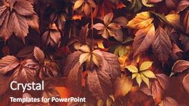  Presentation with orange plant - Audience pleasing presentation consisting of colorful autumn virginia creeper wild grape background abstract purple red and orange autumn leaves background purple leaves creeper plant on a wall backdrop and a tawny brown colored foreground