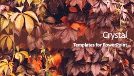  Presentation with orange plant - Colorful PPT theme enhanced with colorful-autumn-virginia-creeper-wild backdrop and a tawny brown colored foreground