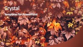  Presentation with orange plant - Cool new presentation theme with colorful autumn virginia creeper wild grape background abstract purple red and orange autumn leaves background purple leaves creeper plant on a wall backdrop and a tawny brown colored foreground