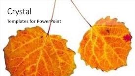  Presentation with isolated fall oak leaf - PPT layouts featuring colorful autumnal aspen leaves isolated background and a white colored foreground