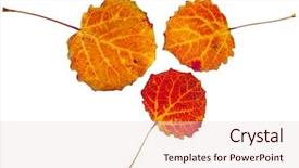  Presentation with isolated fall oak leaf - Presentation theme featuring colorful autumnal aspen leaves isolated background and a lemonade colored foreground