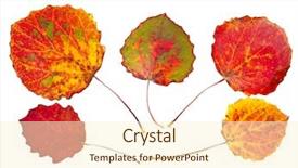  Presentation with leaves - Colorful slide deck enhanced with colorful autumnal aspen leaves isolated backdrop and a cream colored foreground