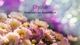  Presentation with chrysanthemum - Slide deck featuring colorful-autumnal-chrysanthemum background and a light blue colored foreground