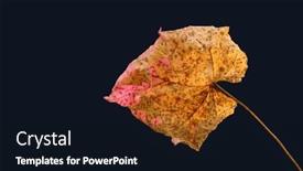  Presentation with dry - Slide set featuring colorful-back-lit-dry-partially background and a wine colored foreground