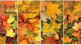  Presentation with autumn leaves - Theme featuring colorful-background-of-fallen-autumn background and a gold colored foreground