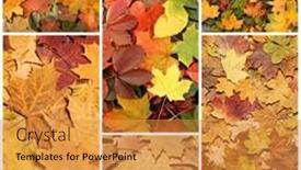  Presentation with autumn leaves - PPT theme enhanced with colorful-background-of-fallen-autumn background and a gold colored foreground