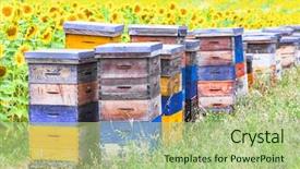  Presentation with colorful green corn field - PPT theme having colorful beehives in sunflower' field background and a mint green colored foreground