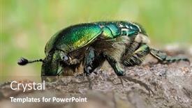  Presentation with natural - Beautiful theme featuring colorful-beetle-in-natural-habitat backdrop and a coral colored foreground