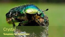  Presentation with colorful - PPT layouts with colorful-beetle-in-natural-habitat background and a tawny brown colored foreground