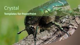  Presentation with colorful - Colorful presentation enhanced with colorful-beetle-in-natural-habitat backdrop and a tawny brown colored foreground