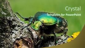  Presentation with natural - PPT layouts enhanced with colorful-beetle-in-natural-habitat background and a tawny brown colored foreground