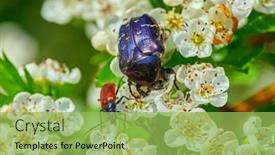  Presentation with white flowers - Cool new presentation with colorful-beetle-on-blooming-white backdrop and a  colored foreground