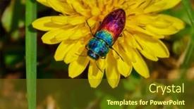  Presentation with colorful flower - Beautiful slide deck featuring colorful-beetle-on-yellow-flower backdrop and a  colored foreground