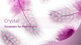  Presentation with feather - Beautiful PPT theme featuring colorful bird feather background backdrop and a lemonade colored foreground