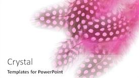  Presentation with feather - Amazing PPT layouts having colorful bird feather closeup backdrop and a white colored foreground
