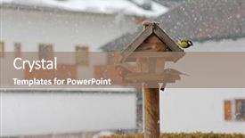  Presentation with winter blue - Amazing PPT theme having colorful birds - male eurasian bullfinch backdrop and a coral colored foreground