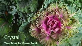  Presentation with cauliflower - Colorful PPT layouts enhanced with colorful blooming ornamental cabbage flower cauliflower with frost backdrop and a tawny brown colored foreground