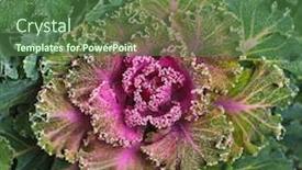  Presentation with cauliflower - PPT theme having colorful-blooming-ornamental-cabbage-flower background and a ocean colored foreground
