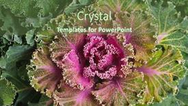  Presentation with cauliflower - PPT theme enhanced with colorful-blooming-ornamental-cabbage-flower background and a tawny brown colored foreground