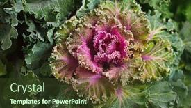  Presentation with cauliflower - Slide deck enhanced with colorful-blooming-ornamental-cabbage-flower background and a tawny brown colored foreground