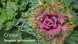  Presentation with cauliflower - Beautiful PPT layouts featuring colorful-blooming-ornamental-cabbage-flower backdrop and a tawny brown colored foreground