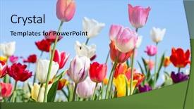  Presentation with floral spring frames - Audience pleasing presentation consisting of colorful blurred - fresh blooming tulips backdrop and a light blue colored foreground