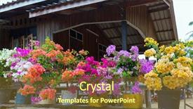  Presentation with bougainvillea - PPT layouts with colorful bougainvillea flowers in flowerpots background and a tawny brown colored foreground