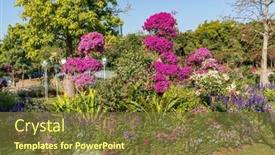  Presentation with bougainvillea - Presentation theme consisting of colorful-bougainvillea-flowers-in-garden background and a tawny brown colored foreground