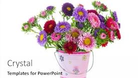  Presentation with england - PPT layouts enhanced with colorful bouquet new england asters isolated over white background background and a white colored foreground