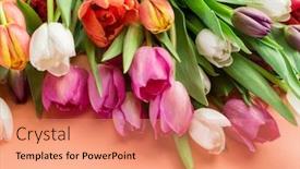  Presentation with tulips - Presentation design with colorful-bouquet-of-tulips background and a coral colored foreground
