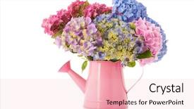 Presentation with hydrangea - Amazing theme having colorful bouquet pink and blue hydrangea in watering can backdrop and a lemonade colored foreground