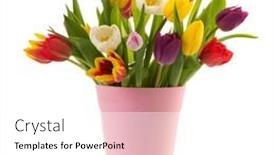  Presentation with tulips - PPT theme featuring colorful-bouquet-tulips-in-pink background and a white colored foreground