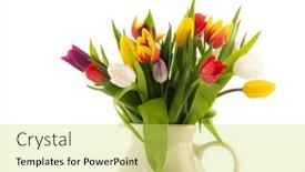  Presentation with tulips - Slides featuring colorful-bouquet-tulips-in-white background and a yellow colored foreground
