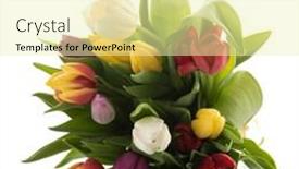  Presentation with tulips - PPT theme having colorful-bouquet-tulips-isolated-over background and a blonde colored foreground