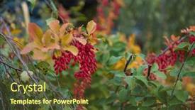  Presentation with barberry - Presentation with colorful-bright-branches-of-barberry background and a tawny brown colored foreground