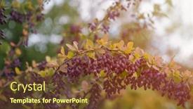  Presentation with barberry - PPT theme enhanced with colorful-bright-branches-of-barberry background and a tawny brown colored foreground