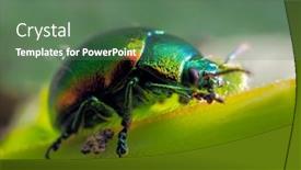  Presentation with colorful history diversity - PPT theme with colorful-bug-on-leaf-cryptocephalus background and a ocean colored foreground