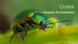  Presentation with colorful - Theme with colorful-bug-on-leaf-cryptocephalus background and a tawny brown colored foreground