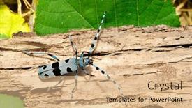 Presentation with colorful - PPT theme enhanced with colorful-bug-outdoor-rosalia-alpina background and a coral colored foreground